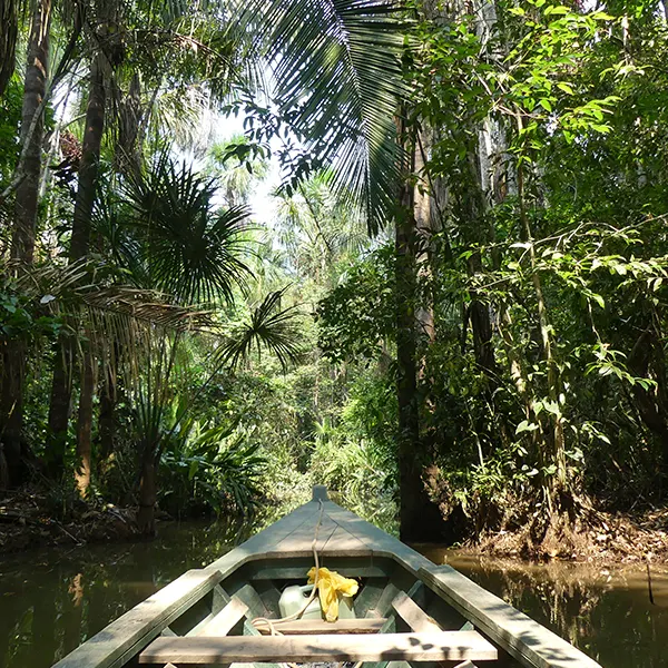 Rivière d'Amazonie